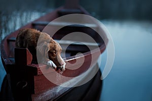 Nova Scotia Retriever, Toller in a boat on the lake. Travel with dog, trip