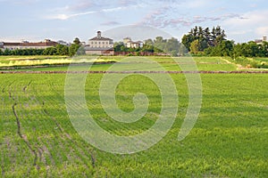 Novara paddy field Piedmont, Northerm Italy. Color image