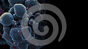 Novel Coronavirus SARS-CoV-2 electron micrograph