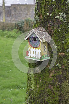 Novelty Bird Box ornamentation on the hugh trunk of an Ash tree