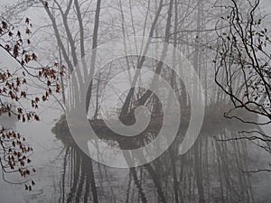 November afternoon in white thick fog, walk in the castle forest park in dry weather, trees in the gray afternoon