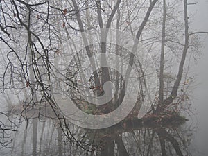 November afternoon in white thick fog, walk in the castle forest park in dry weather, trees in the gray afternoon