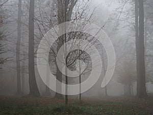 November afternoon in white thick fog, walk in the castle forest park in dry weather, trees in the gray afternoon