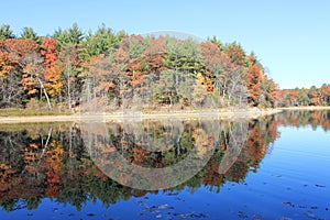 November Autumn morning at Walden Pond. Reflection