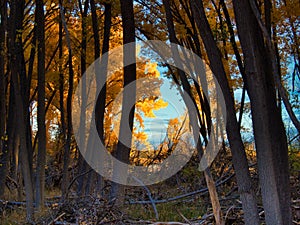 November Cottonwoods