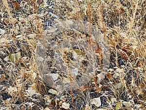 November Grass, Leaves and Bark