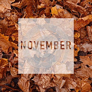 NOVEMBER, greeting text on colorful fall leaves background. AUTUMN text. Word NOVEMBER. Creative nature concept