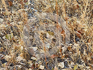 November Leaf and Grass Background