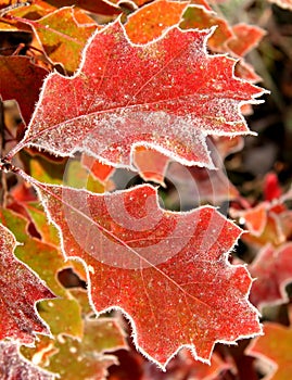 November leaves