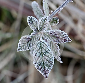 November morning frost on a blackberry bush leaf