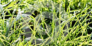 November morning frost on a plants