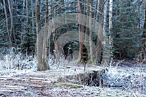 November morning landscape with frozen forest covered with rime. Gentle lighting of the rising sun, The onset of winter