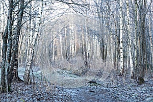 November morning landscape with frozen forest covered with rime. Gentle lighting of the rising sun, The onset of winter