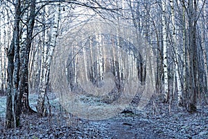 November morning landscape with frozen forest covered with rime