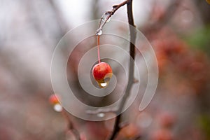 Wild apple tree in the rain