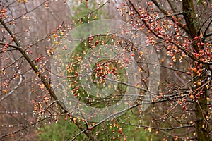 Wild apple tree in the rain