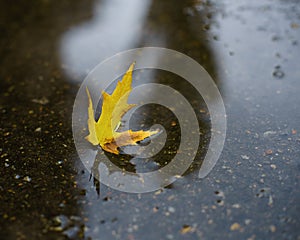 November rain. Small puddle with maple leaf