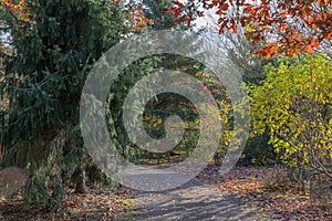 Autumn walk through the woodland forest photo