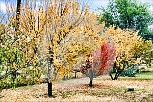 November Trees