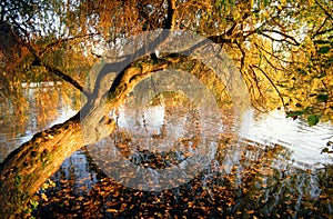 Germany: Weeping willow in autumn tilts over the lake in the evening sun photo