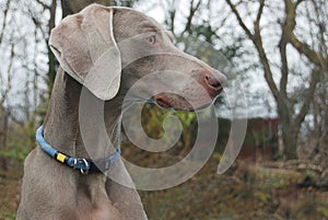 November Weimaraner