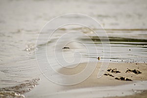 Novi Sad, Serbia - September 29. 2019: Sandy beach on the Danube River