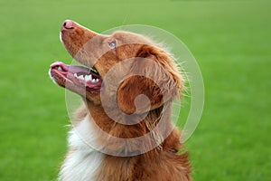 Novia Scottia Duck tolling retriever photo