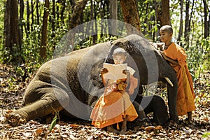 Novices or monks hug elephants. Novice Thai standing and big elephant with forest background. Monk reading a book. Tha Tum