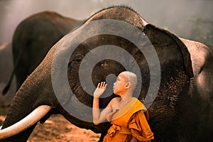 Novices or monks hug elephants. Novice Thai standing and big elephant with forest background. , Tha Tum District, Surin, Thailand