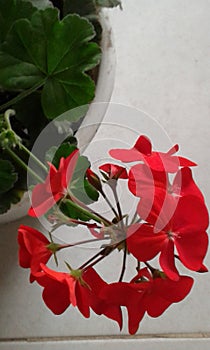 Novios exotic flower colombia art photo