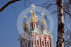 Novodevichy Monastery Church and birch