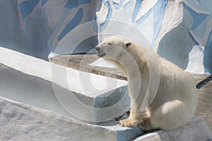 Novosibirsk Zoological Park. Polar bear at the zoo.