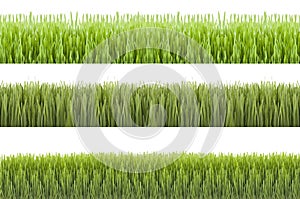 Novruz grass