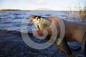 It is now caught good roach