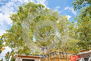 Jaya Sri Maha Bodhi the oldest living human-planted tree in ancient city of Anuradhapura, Sri Lanka.