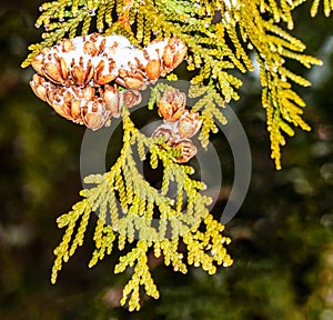 Now squall covered  scale leaf evergreen conifer cones photo