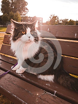 Nowegian forest cat on a red bench curiously observeÃ­ng surroundings while sun is setting in the background