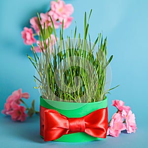 Nowruz celebration. Wheat grass, spring flower on blue background, Copy space. Spring equinox greeting card