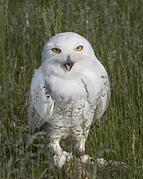 Nowy Owl Canadian Raptor Conservancy Port Huron Ontario Canada