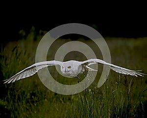 Nowy Owl Canadian Raptor Conservancy Port Huron Ontario Canada