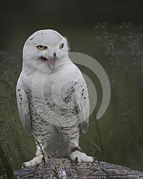 Nowy Owl Canadian Raptor Conservancy Port Huron Ontario Canada