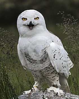 Nowy Owl Canadian Raptor Conservancy Port Huron Ontario Canada