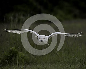 Nowy Owl Canadian Raptor Conservancy Port Huron Ontario Canada