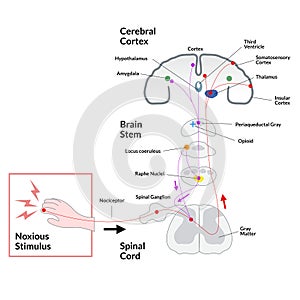 Noxious stimulus to cerebral cortex diagram