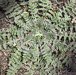 Noxious weed growing in a lawn