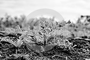 Noxious weed Musk thistle growing in a cultivated field photo