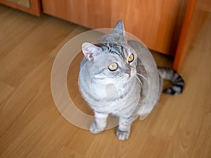 Noyabrsk, Russia - august 30, 2020: British cat with yellow eyes sits on the floor in the room. Close-up