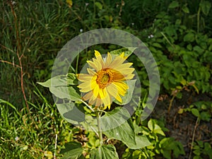 Noyabrsk, Russia - August 9, 2020: One bright yellow sunflower. Against a background of green grass