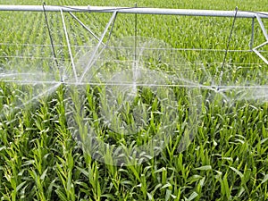 Nozzles spraying water, sprinkler automatic watering is installed on the field with corn