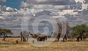 NP Tarangire, Tanzania - elephants and warthogs I